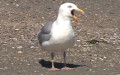 Larus argentatus -  6. Fund