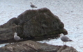 <a href='picture.php?/561/category/282'>Larus canus - 2. Fund</a> Larus canus - 2. Fund