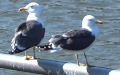 Larus fuscus -  3. Fund