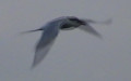 <a href='picture.php?/8975/category/4157'>Sterna hirundo - 1. Fund</a> Sterna hirundo - 1. Fund