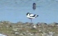 Recurvirostra avosetta -  2. Fund