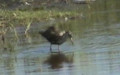 Calidris alpina -  2. Fund