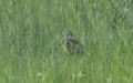 Gallinago gallinago -  1. Fund