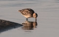 Gallinago gallinago -  3. Fund