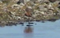 Ordnung Charadriiformes (Huxley 1867)
