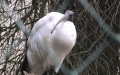 Gattung Threskiornis (Gray, 1842)