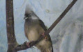 Familie Coliidae (Swainson, 1837)