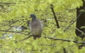Columba palumbus -  1. Fund