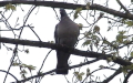 Columba palumbus -  2. Fund
