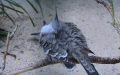 Ocyphaps lophotes (Temminck, 1822)