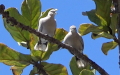 Gattung Streptopelia (Bonaparte, 1855)