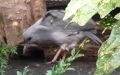 Familie Rhynochetidae (Carus, 1868) 