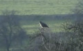 Falco tinnunculus -  3. Fund