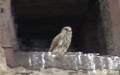 Falco tinnunculus -  4. Fund (Männchen & Weibchen)
