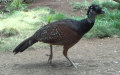 Familie Cracidae (Vigors, 1825)