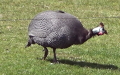 Familie Numididae (de Sélys Longchamps, 1842)