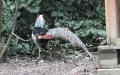 Familie Phasianidae (Horsfield, 1821)