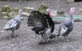Meleagris gallopavo (Linnæus, 1758)