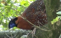 Tragopan satyra -  1. Fund (Männchen)