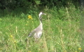 Grus grus -  4. Fund