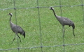 Grus grus -  4. Fund