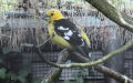 Familie Cardinalidae (Ridgway, 1901)