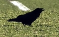 Corvus corax -  3. Fund
