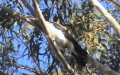 Corvus corone cornix -  2. Fund