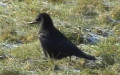 Corvus corone corone (Linnæus, 1758)