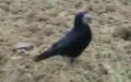 Gattung Corvus (Linnæus, 1758)