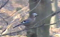 Gattung Garrulus (Brisson, 1760)