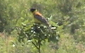 <a href='picture.php?/7837/category/2792'>Emberiza melanocephala - 1. Fund (Männchen)</a> Emberiza melanocephala - 1. Fund (Männchen)