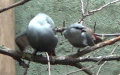 Estrilda caerulescens (Vieillot, 1817)
