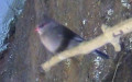Estrilda troglodytes (Illiger, 1811)