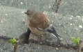 carduelis_cannabina_4.mp4