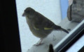 Familie Fringillidae (Vigors, 1825)