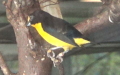 Euphonia violacea -  1. Fund