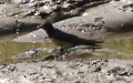 Hirundo rustica -  4. Fund