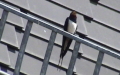 Hirundo rustica -  5. Fund