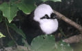 Familie Leiothrichidae (Swainson, 1832)
