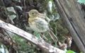 Erithacus rubecula -  8. Fund