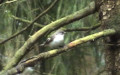 Ficedula hypoleuca -  1. Fund (Weibchen)