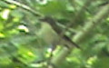 Ficedula hypoleuca -  2. Fund