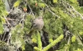 Phoenicurus ochruros - 10. Fund