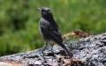 Phoenicurus ochruros -  6. Fund