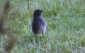 Phoenicurus ochruros -  7. Fund