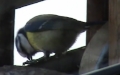 Cyanistes caeruleus -  1. Fund