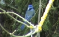 Cyanistes caeruleus -  2. Fund