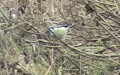 Cyanistes caeruleus -  3. Fund