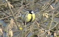 Parus major -  6. Fund